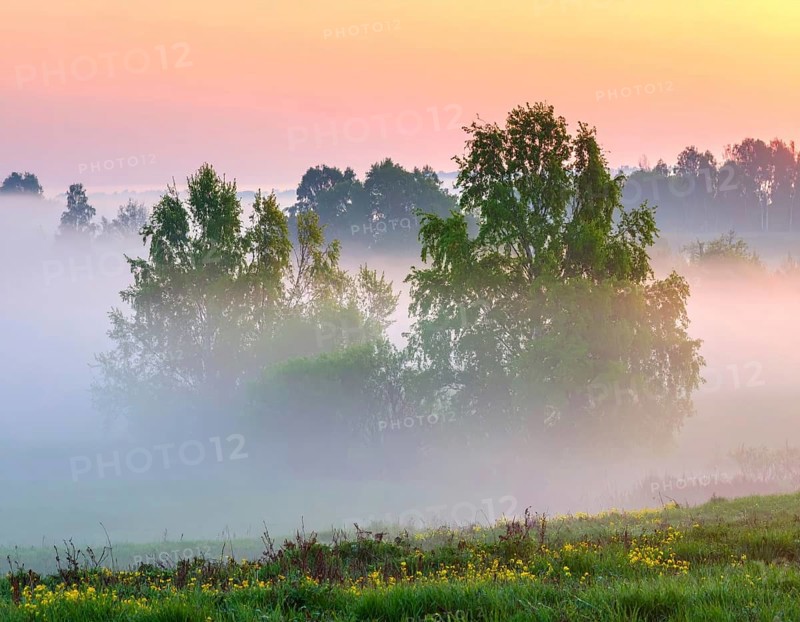 A misty field at sunrise with soft light illuminating trees and greenery, creating a serene atmosphere, spring or summer landscape, morning and the first sun lights at sunrise in fog, clear sky, idyllic nature with calm atmosphere, trees on hills, foggy river with mist, AI generated