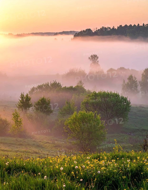 A misty field at sunrise with soft light illuminating trees and greenery, creating a serene atmosphere, spring or summer landscape, morning and the first sun lights at sunrise in fog, clear sky, idyllic nature with calm atmosphere, trees on hills, foggy river with mist, AI generated
