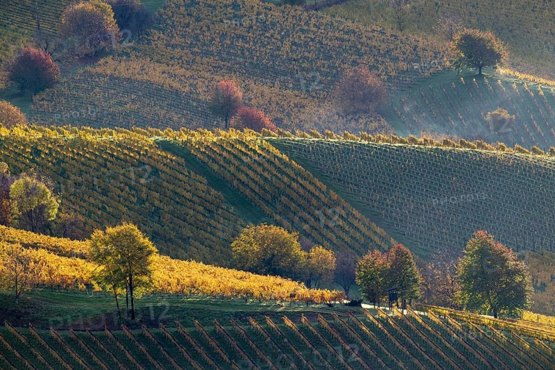 Sunrise, typical landscape in autumn with vineyards, South Styrian hills, South Styrian wine route, Styria, Austria
