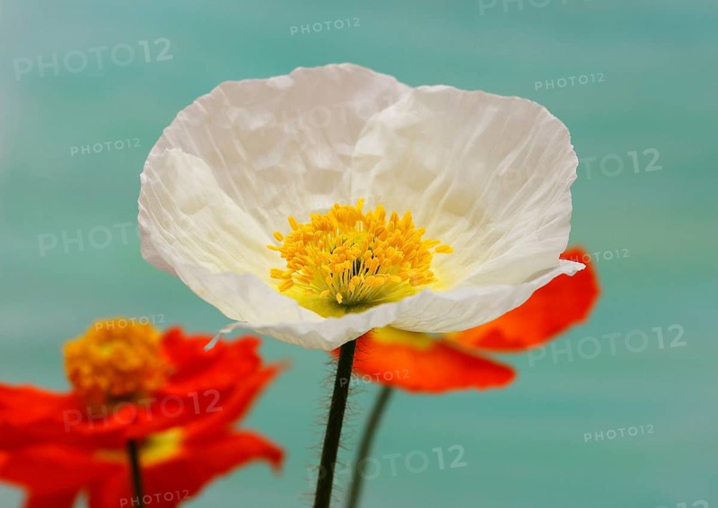 Icelandic poppy (Papaver nudicaule), flowers in the studio, painted background, North Rhine-Westphalia, Germany