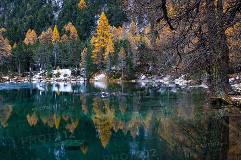 Lake Palpougna, mountain lake, mixed forest with larch (Larix) in autumn colors, snow, autumn, Filisur mountain green, Albula Pass, Grisons, Switzerland