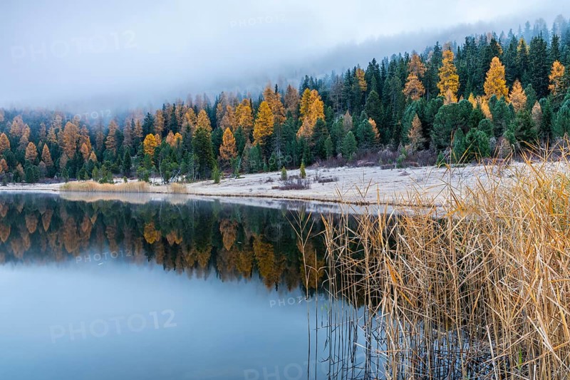 Lake Staz, mountain lake, mixed forest with larch (Larix) in autumn, common reeds (Phragmites australis), snow, fog, autumn, Celerina/Schlarigna, Engadin, Graubünden, Switzerland