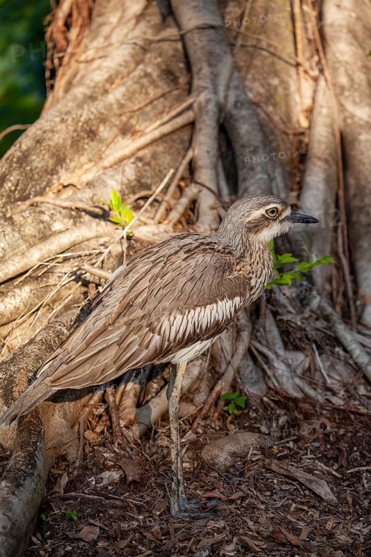 Long-tailed weet Burhinus grallarius in the forest, Queensland Australia