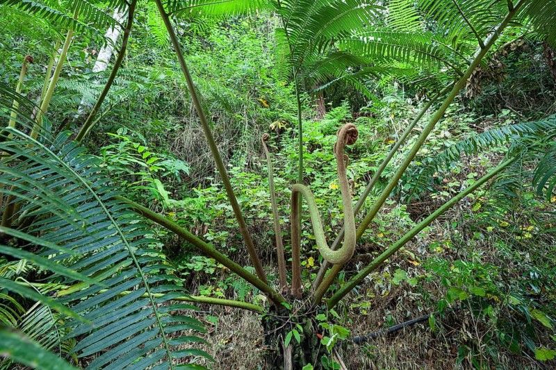 The impressive royal fern Angiopteris evecta in the tropical rainforest of Queensland Australia