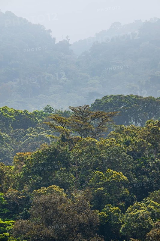 Landscape with tropical mountain rain forest, hills and treetops, Bwindi Impenetrable Forest, Uganda