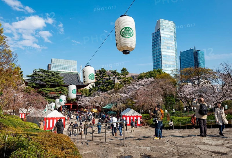 Buddhist temple complex Zojo-ji temple, cherry blossom in spring, Tokyo, Japan