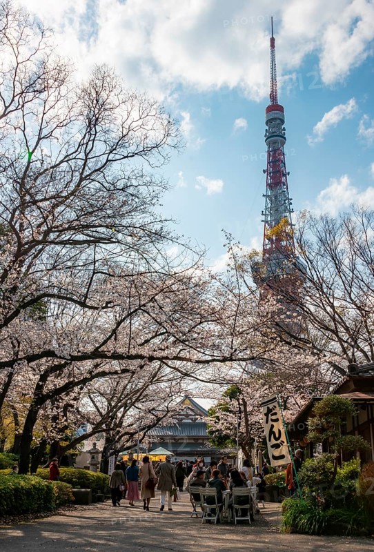 Buddhist temple complex Zojo-ji Temple and Tokyo Tower, cherry blossom in spring, Tokyo, Japan