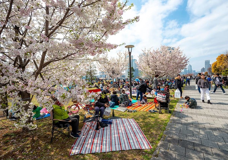 Japanese people in a park under cherry blossoms, Hanami Festival, Tokyo, Japan