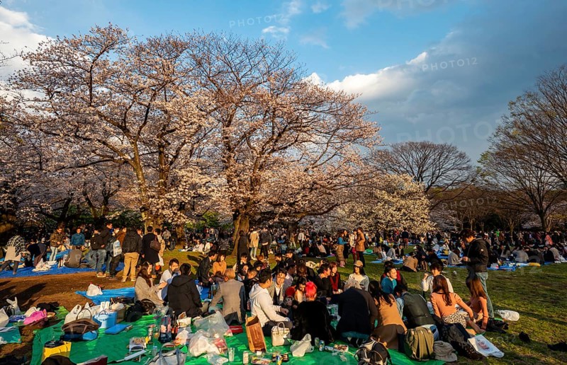 Japanese people picnicking under cherry blossoms in Yoyogi Park, in the evening light, Hanami Festival, Shibuya District, Tokyo, Japan