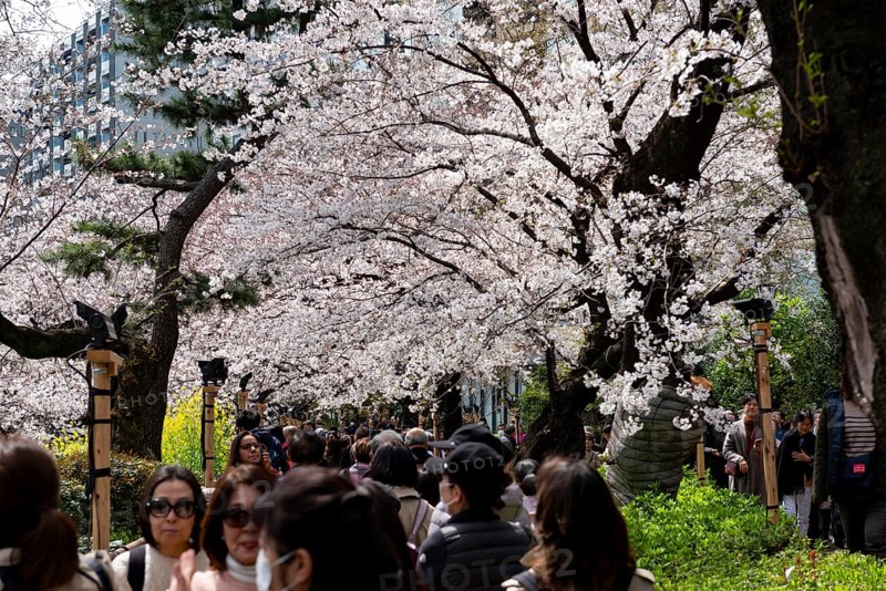 People walking under blooming cherry trees, Japanese cherry blossoms in spring, Hanami Festival, Chidorigafuchi Green Way, Tokyo, Japan