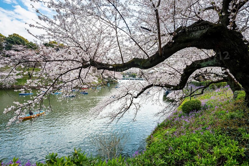 Blooming cherry trees on the banks of Chidorigafuchi Canal, Japanese cherry blossoms in spring, Hanami Festival, Chidorigafuchi Green Way, Tokyo, Japan