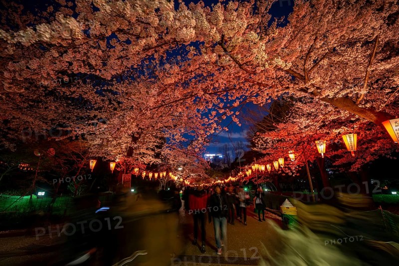 People walking through the park, blooming cherry trees and illuminated lanterns with Japanese lettering in the evening, blue hour, Hanami festival in spring, long exposure, Ueno Park, Tokyo, Japan