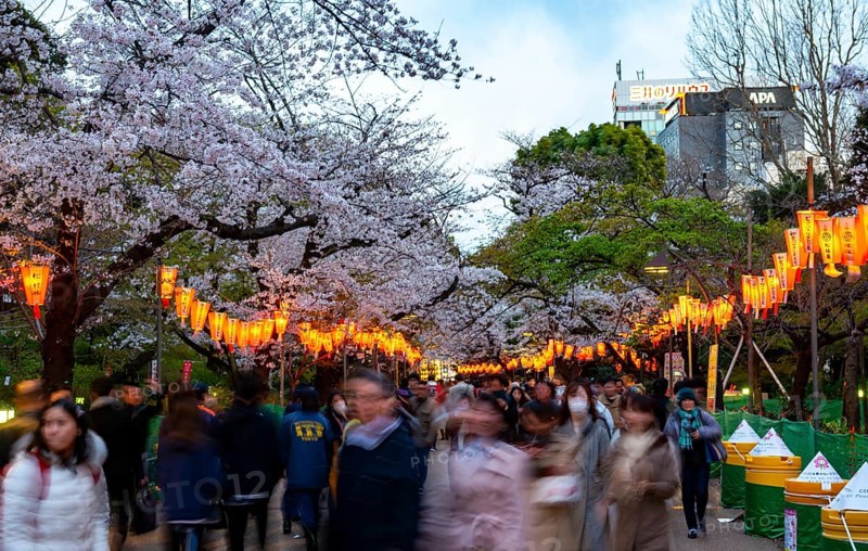 People walking through the park, blooming cherry trees and illuminated lanterns with Japanese lettering in the evening, Hanami festival in spring, long exposure, Ueno Park, Tokyo, Japan