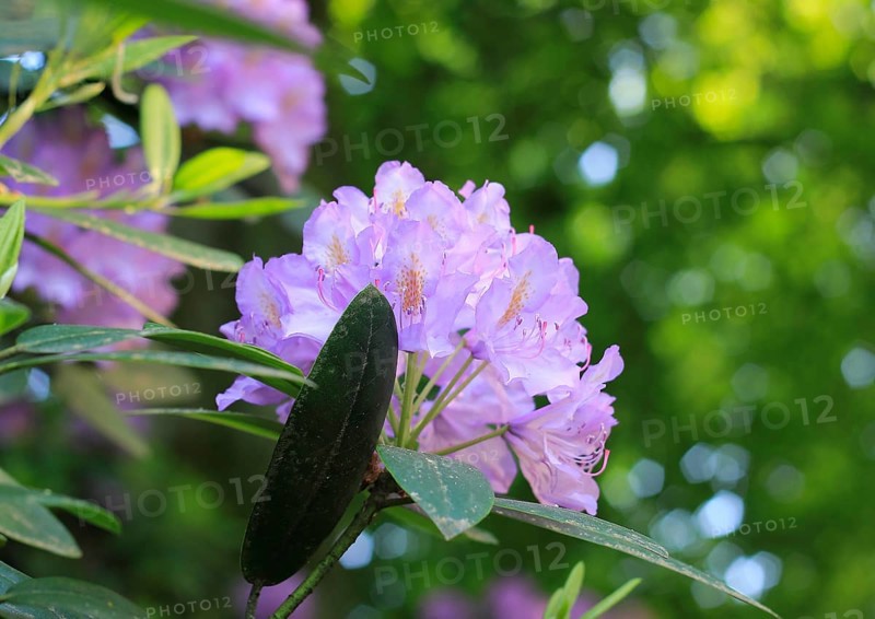 Rhododendron flowers (Rhododendron), with beautiful bokeh, North Rhine-Westphalia, Germany