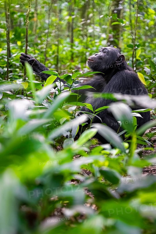Chimpanzee (Pan Troglodytes) among green leaves, adult male among leaves in the jungle, Kibale National Park, Uganda