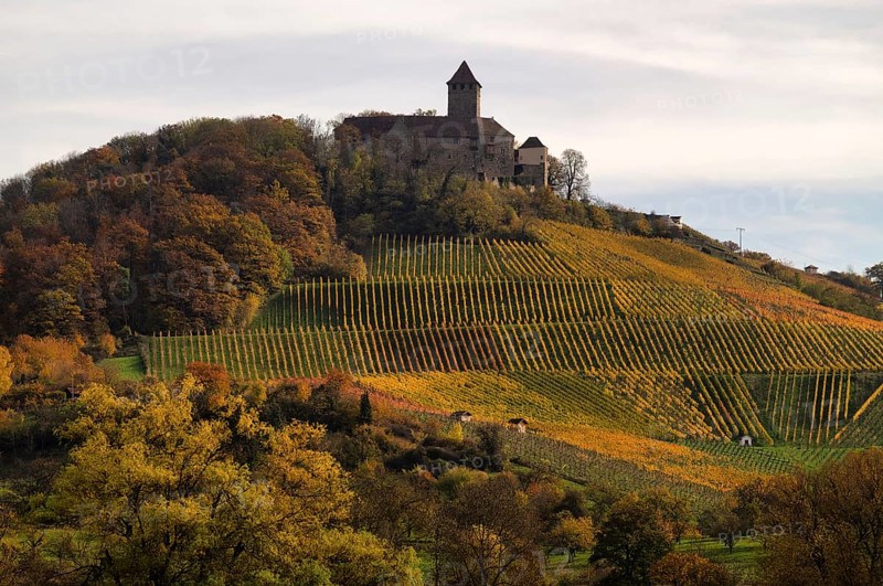 Lichtenberg Castle, Oberstenfeld, Bottwartal, Löwensteiner Mountains, vineyard, vines, viticulture, graphic, autumn colors, autumn, Baden-Württemberg, Germany