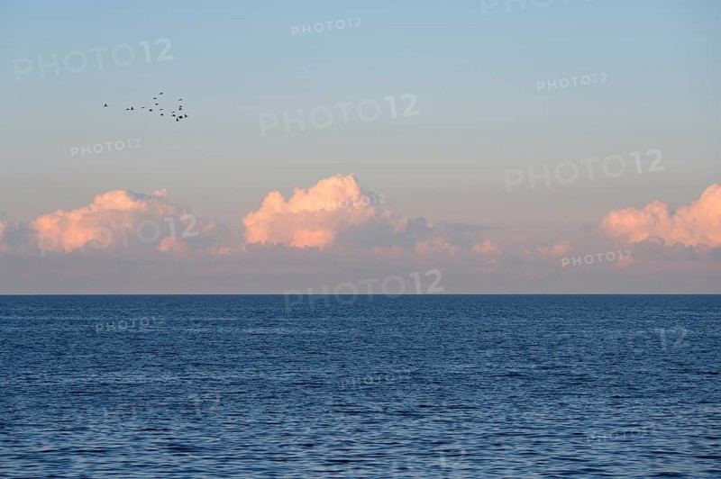 Flying cranes (Grus grus) over the Baltic Sea in evening light, Darß, Mecklenburg-Western Pomerania, Germany