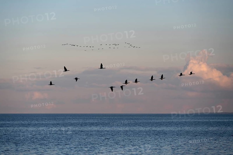 Migrating cranes (wildebeest) in the evening light over the Baltic Sea, Darß, Mecklenburg-Western Pomerania, Germany