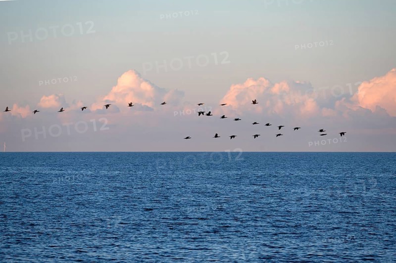 Migrating cranes (wildebeest) over the Baltic Sea, Darß, Mecklenburg-Western Pomerania, Germany