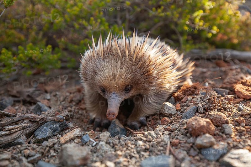 An echidna searches for food and rummages through the ground along the path at sunset. Warm light lies over rocks and the sea. Cape Raoul, Tasman Peninsula, Tasmania, Australia