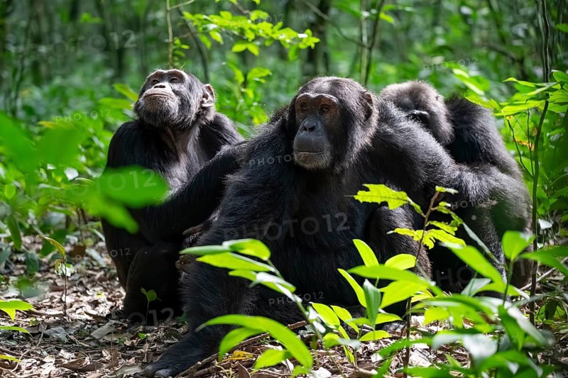 Three chimpanzees (Pan Troglodytes), adult male spawning, grooming in the jungle, Kibale National Park, Uganda