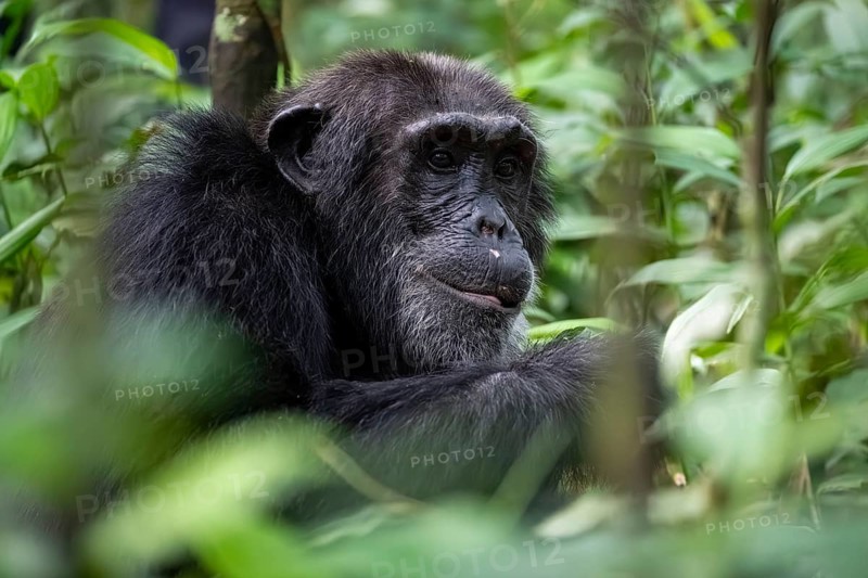 Beautiful animal portrait, chimpanzee (Pan Troglodytes), adult male among leaves in the jungle, Kibale National Park, Uganda