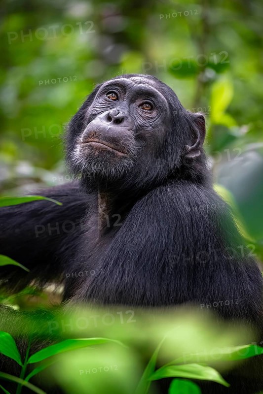 Animal portrait, chimpanzee (Pan Troglodytes) looking longingly, hopeful, adult male between leaves in the jungle, Kibale National Park, Uganda
