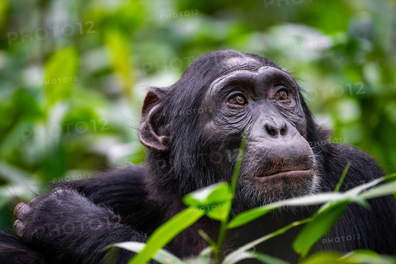 Animal portrait, chimpanzee (Pan Troglodytes) looking longingly, hopeful, adult male between leaves in the jungle, Kibale National Park, Uganda