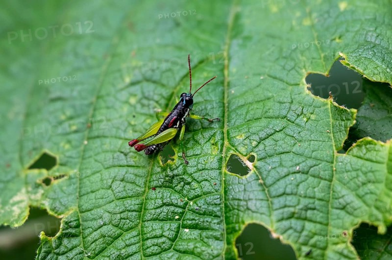 Green black grasshopper (Orthoptera) on a stem, Bwindi Impenetrable Forest, Uganda