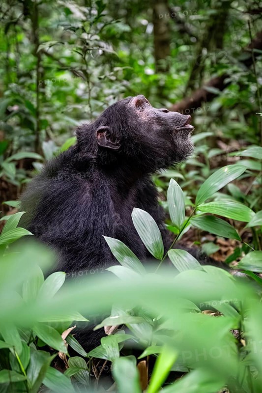 Chimpanzee (Pan Troglodytes) calling, male on ground, jungle in Kibale National Park, Uganda