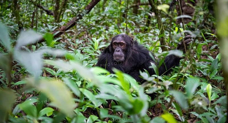 Chimpanzee (Pan Troglodytes), male on the ground, jungle in Kibale National Park, Uganda