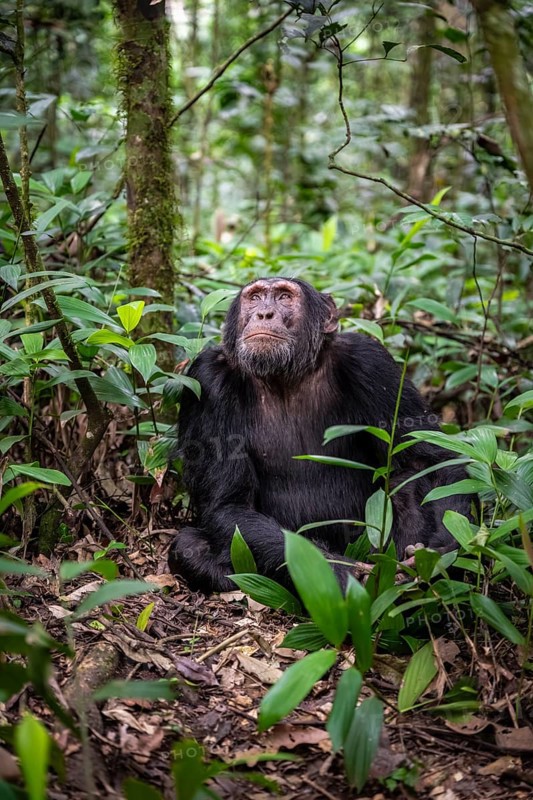 Chimpanzee (Pan Troglodytes), male on the ground, jungle in Kibale National Park, Uganda