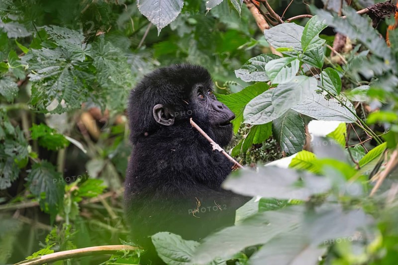 Mountain gorilla (Gorilla beringei beringei), juvenile, eats leaves, Bwindi Impenetrable Forest, Uganda