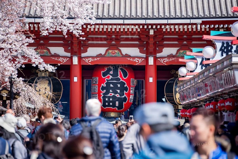 View of numerous visitors on Nakamise-dori shopping street with Hozomon Gate of Asakusa Shrine or Senso-ji Temple, blooming cherry trees, Buddhist temple complex, Asakusa, Tokyo, Japan
