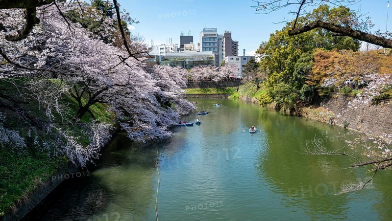 Chidorigafuchi Canal with rowing boat in front of blooming cherry trees, moat, Japanese cherry blossom in spring, Hanami festival, Chidorigafuchi Green Way, Tokyo, Japan