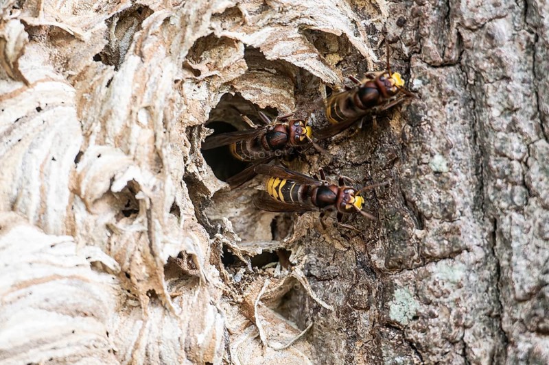 Hornissen (Vespa crabro), Emsland, Lower Saxony, Germany