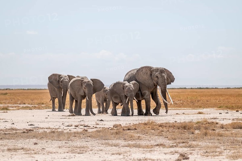 African elephants (Loxodonta africana), herd in dry savanna, Amboseli National Park, Rift Valley Province, Kenya