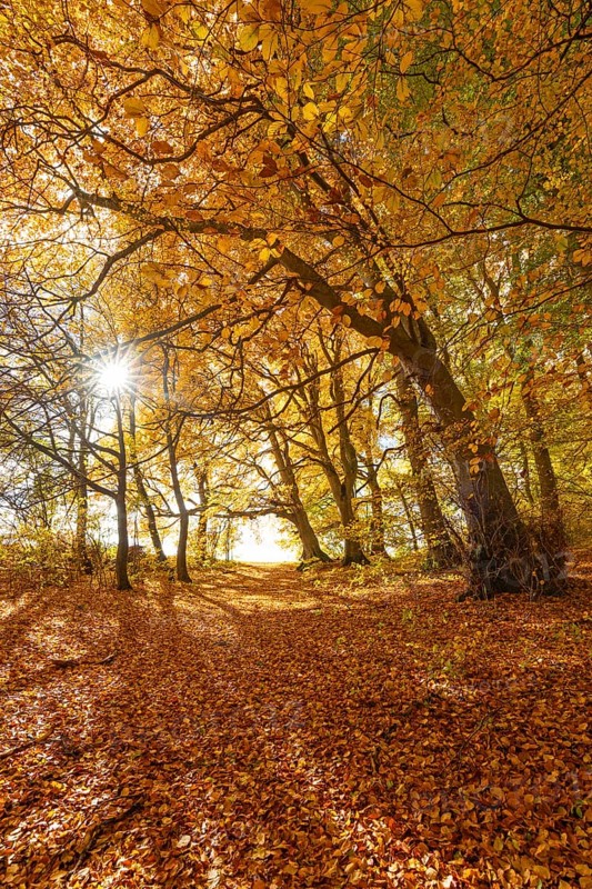 Bright autumn forest with large trees along a sunny hiking trail. Golden leaves cover the ground, warm light and clear air create Indian summer atmosphere, Swabian Jura, Baden-Württemberg, Germany