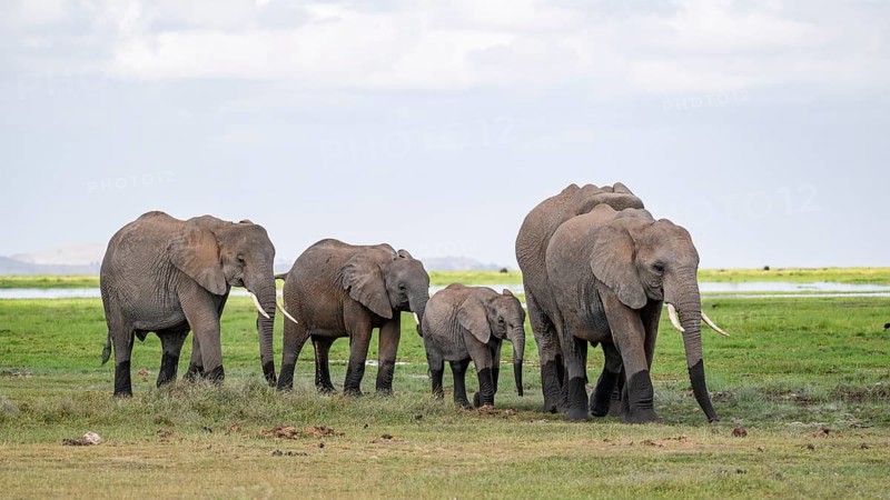 African elephant (Loxodonta africana), herd, Amboseli National Park, Rift Valley Province, Kenya