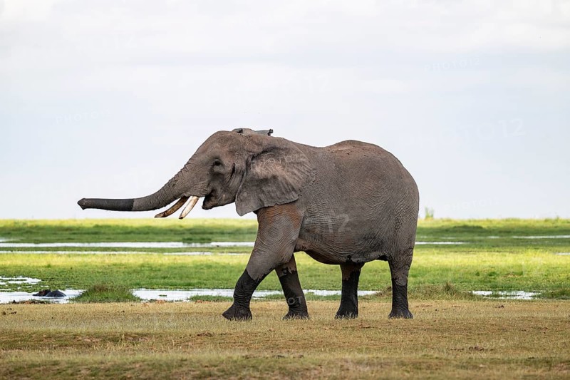 African elephant (Loxodonta africana), bull elephant, Amboseli National Park, Rift Valley Province, Kenya