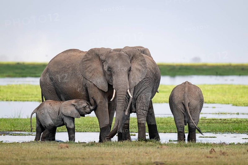 African elephant (Loxodonta africana), mother and young, near water, Amboseli National Park, Rift Valley Province, Kenya