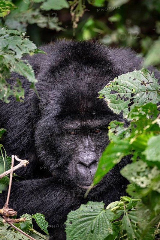 Mountain gorilla (Gorilla beringei beringei), among leaves, Bwindi Impenetrable Forest, Uganda