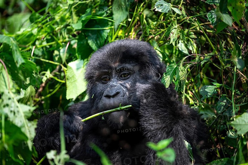 Mountain gorilla (Gorilla beringei beringei), eating leaves, Bwindi Impenetrable Forest, Uganda
