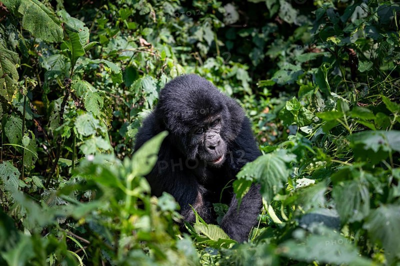Mountain gorilla (Gorilla beringei beringei), among leaves, Bwindi Impenetrable Forest, Uganda