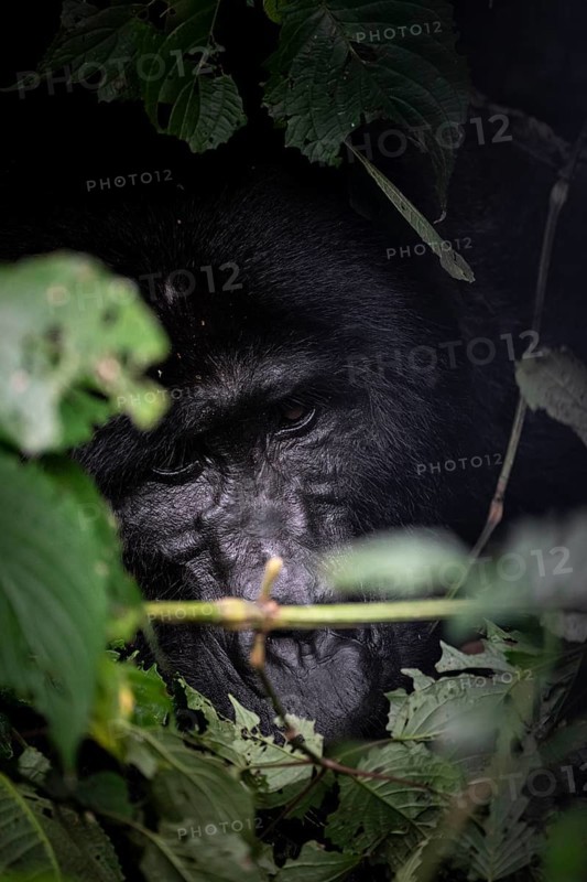 Mountain gorilla (Gorilla beringei beringei), adult male, silverback, animal portrait, among leaves, Bwindi Impenetrable Forest, Uganda