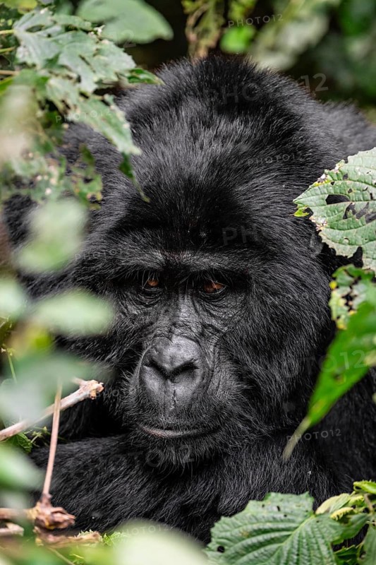 Silverback, animal portrait, mountain gorilla (Gorilla berengei berengei), Bwindi Impenetrable National Park, Uganda