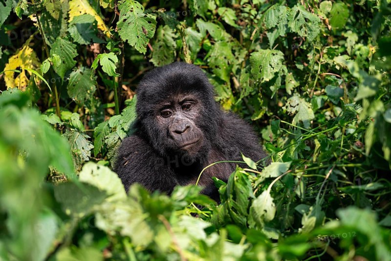 Mountain gorilla (Gorilla berengei berengei), Bwindi Impenetrable National Park, Uganda