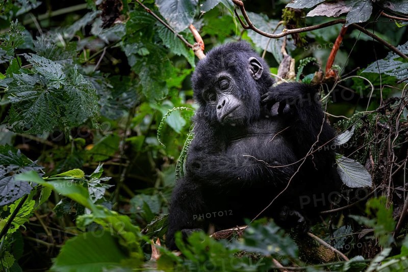 Young animal, mountain gorilla (Gorilla berengei berengei), Bwindi Impenetrable National Park, Uganda