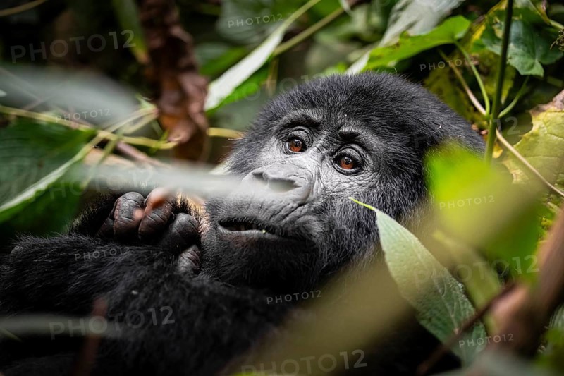 Mountain gorilla (Gorilla berengei berengei), Bwindi Impenetrable National Park, Uganda