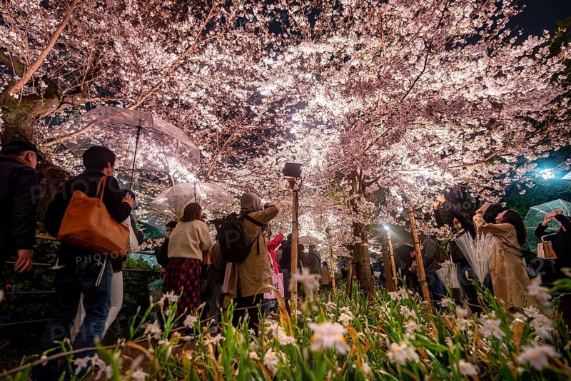 People walking under blooming illuminated cherry trees at night, Japanese cherry blossoms in spring, Hanami Festival, Chidorigafuchi Green Way, Tokyo, Japan